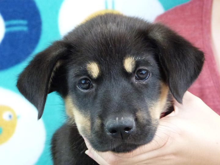 chinook puppy